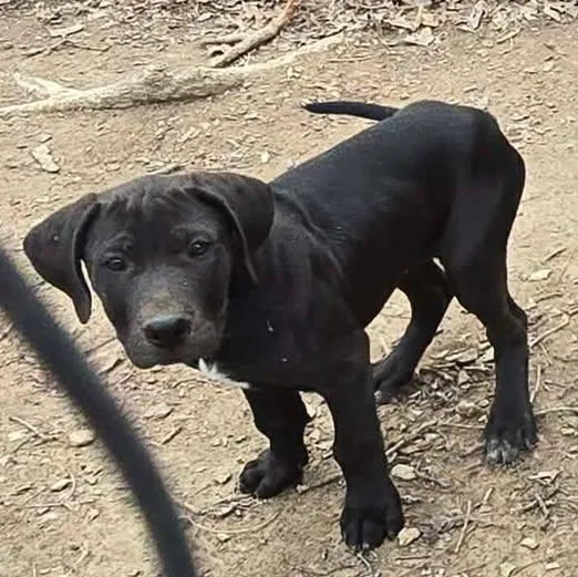 A young large-sized male Black Great Dane dog named Atlas for adoption in Effingham, IL