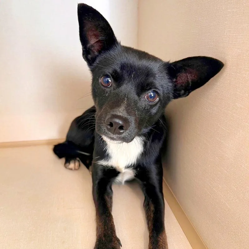 A young small-sized male Chihuahua dog named Harvest for adoption in Woodinville, WA
