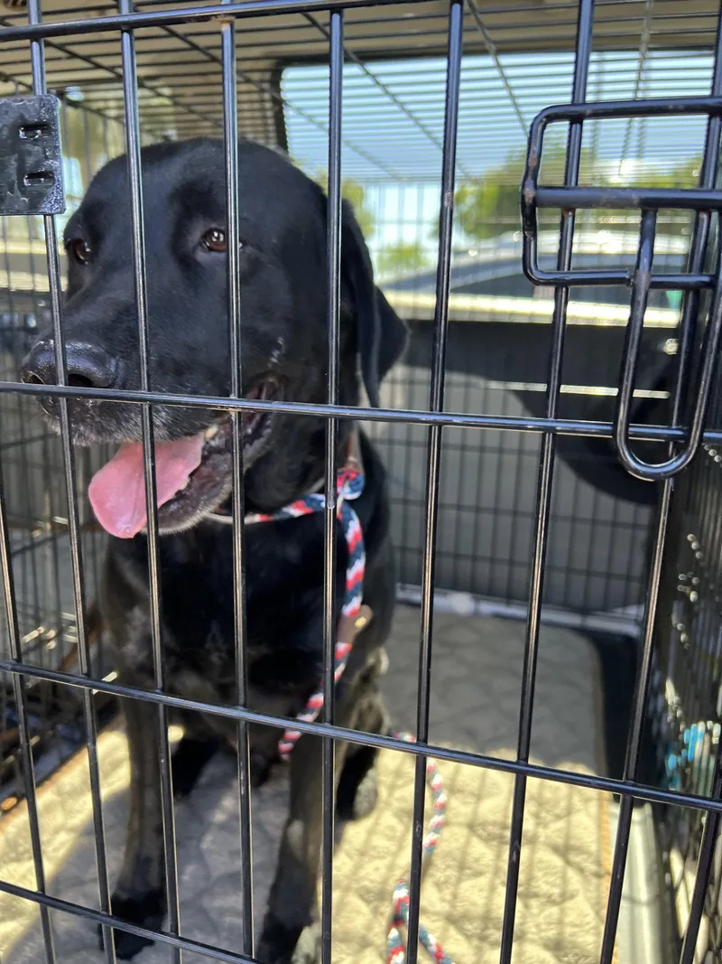 An adult large-sized male Labrador Retriever dog named Bruno for adoption in San Diego, CA