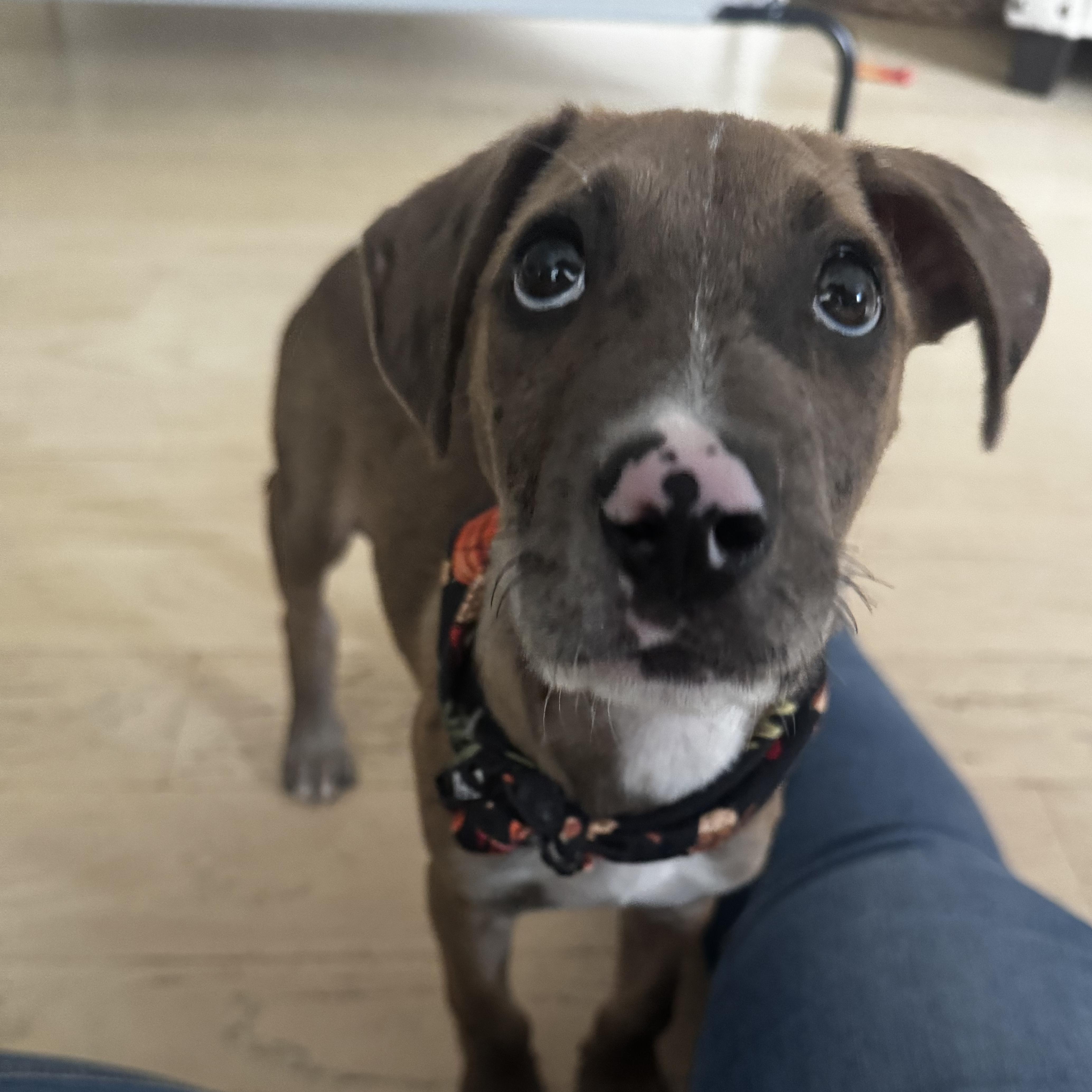 A baby medium-sized male Terrier dog named Chip for adoption in Guilford, CT