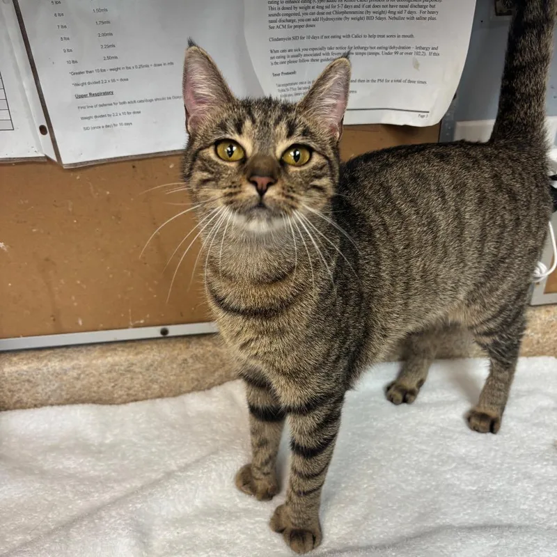 A young medium-sized female Brown / Chocolate Domestic Short Hair cat named Yahtzee for adoption in Easton, PA