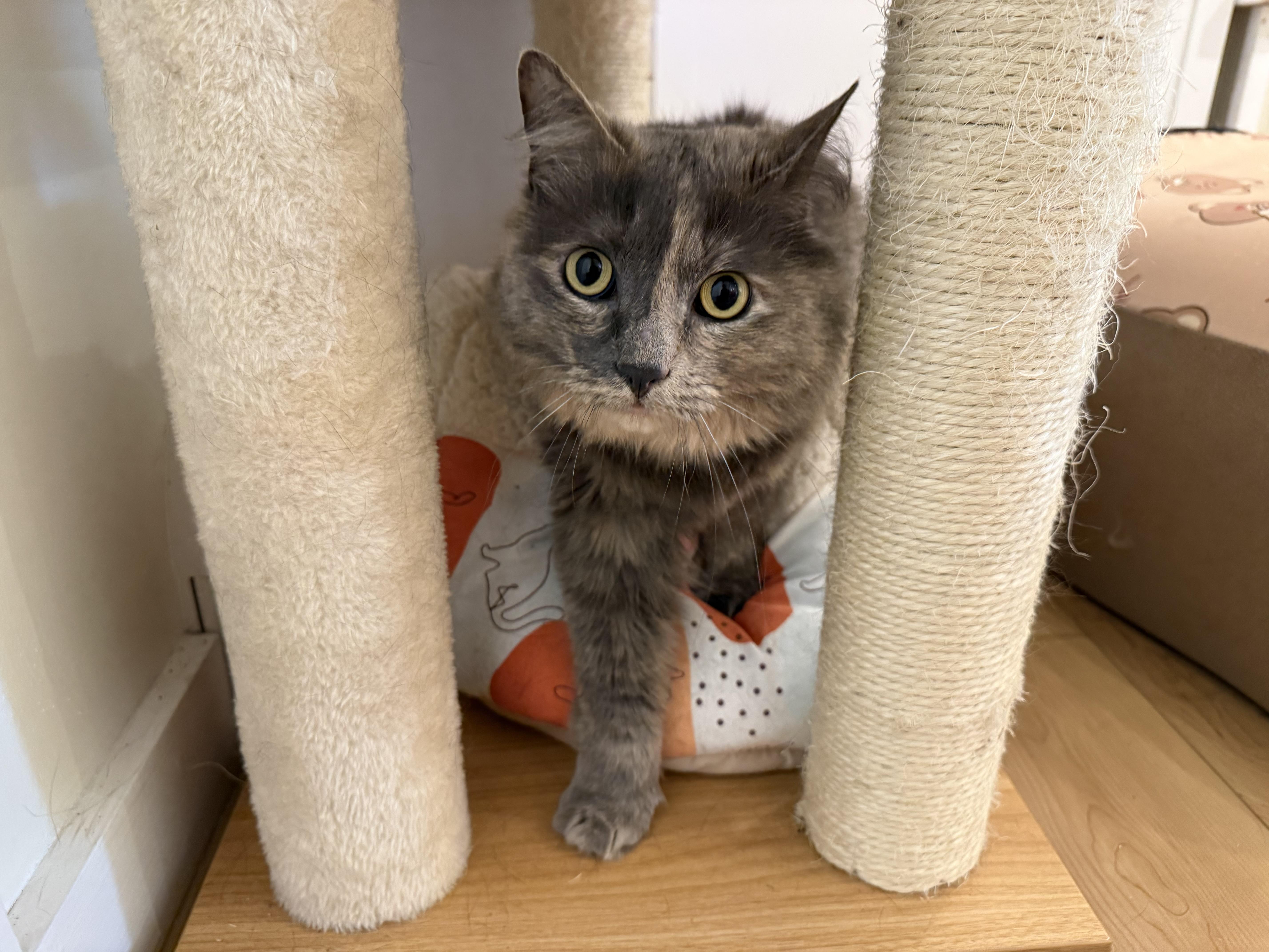 An adult medium-sized female Dilute Tortoiseshell Domestic Long Hair cat named Morgan & Foxy for adoption in Branford, CT