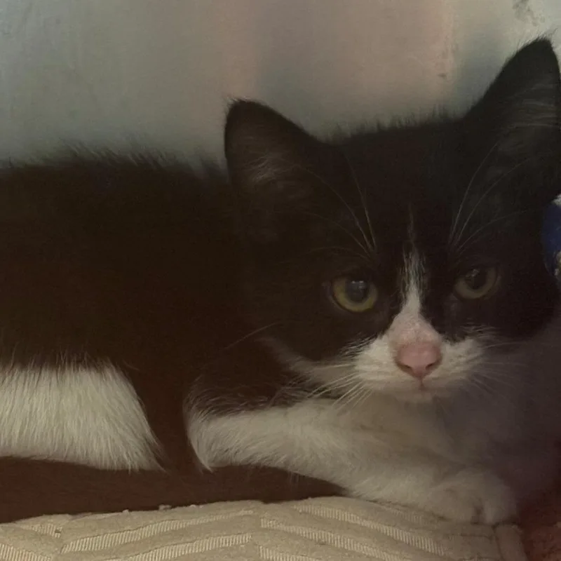 A baby small-sized female Black Domestic Short Hair cat named Merriweather for adoption in East Hanover, NJ