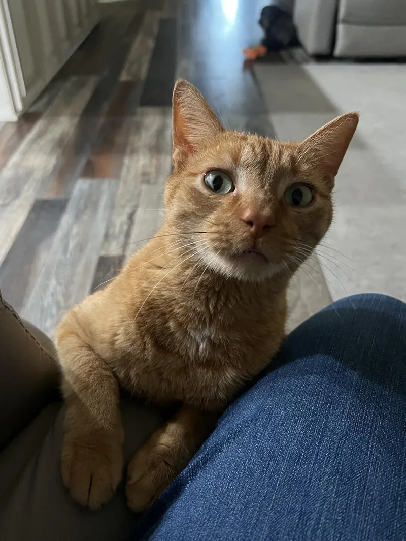 A young medium-sized male Orange & White Tabby cat named Cheddar for adoption in Humble, TX