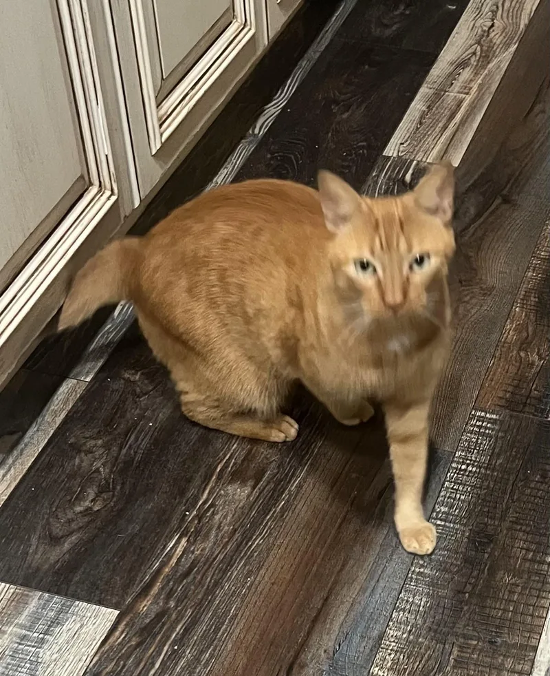 Cheddar thumbnail 5