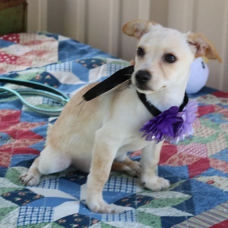 A baby small-sized female White / Cream Chihuahua dog named Daisey Mae for adoption in Bandera, TX