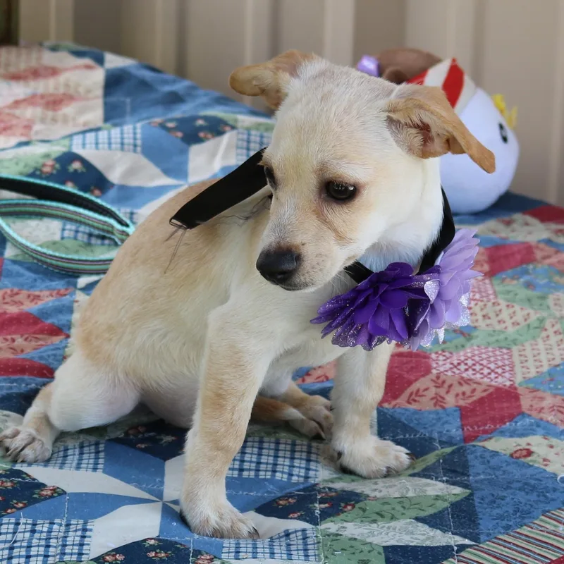 Daisey Mae thumbnail 2