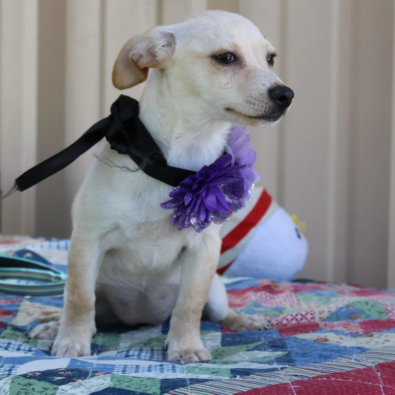 Daisey Mae thumbnail 3