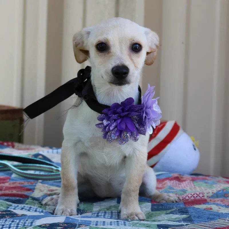 Daisey Mae thumbnail 4