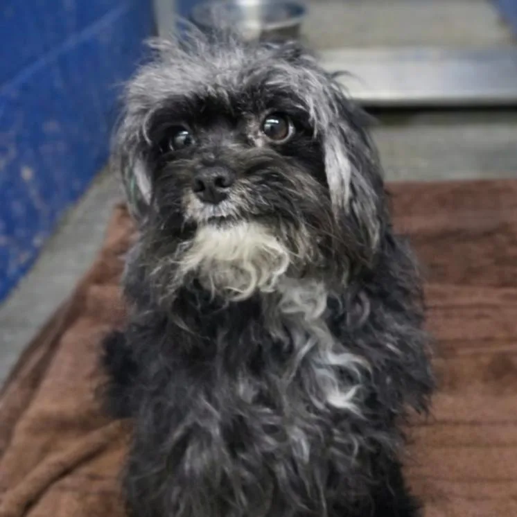An adult small-sized male Black Terrier dog named Dumbledore for adoption in San Jacinto, CA