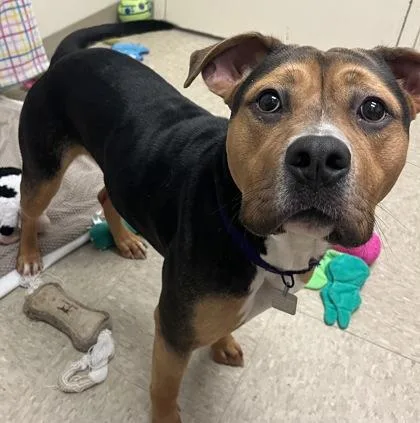 A young medium-sized female Tricolor (Brown, Black, & White) Mixed Breed dog named Pippa for adoption in Hamilton, OH