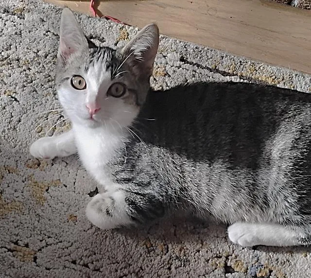 A baby small-sized male Domestic Short Hair cat named Cheerio for adoption in Sacramento, CA