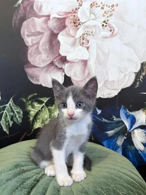 A young small-sized male Domestic Short Hair cat named Pringles for adoption in Riverside, CA