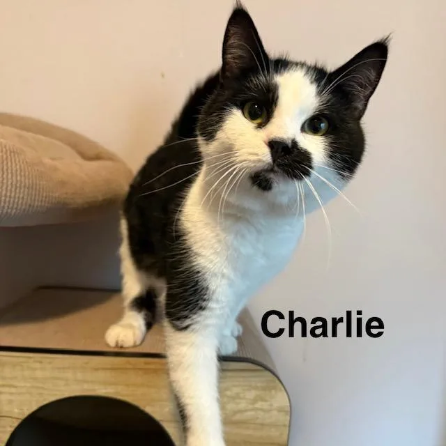 Charlie & Sandy thumbnail 2