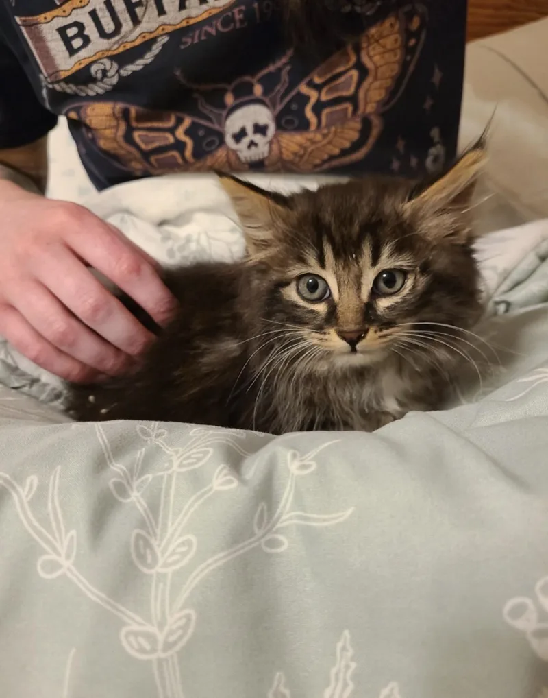 A baby medium-sized female Tabby (Brown / Chocolate) Domestic Long Hair cat named Winny for adoption in Oceanside, CA