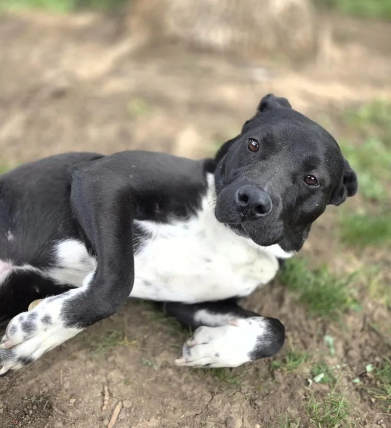 An adult large-sized female Black Pit Bull Terrier dog named Chelsi for adoption in Lincoln, NE