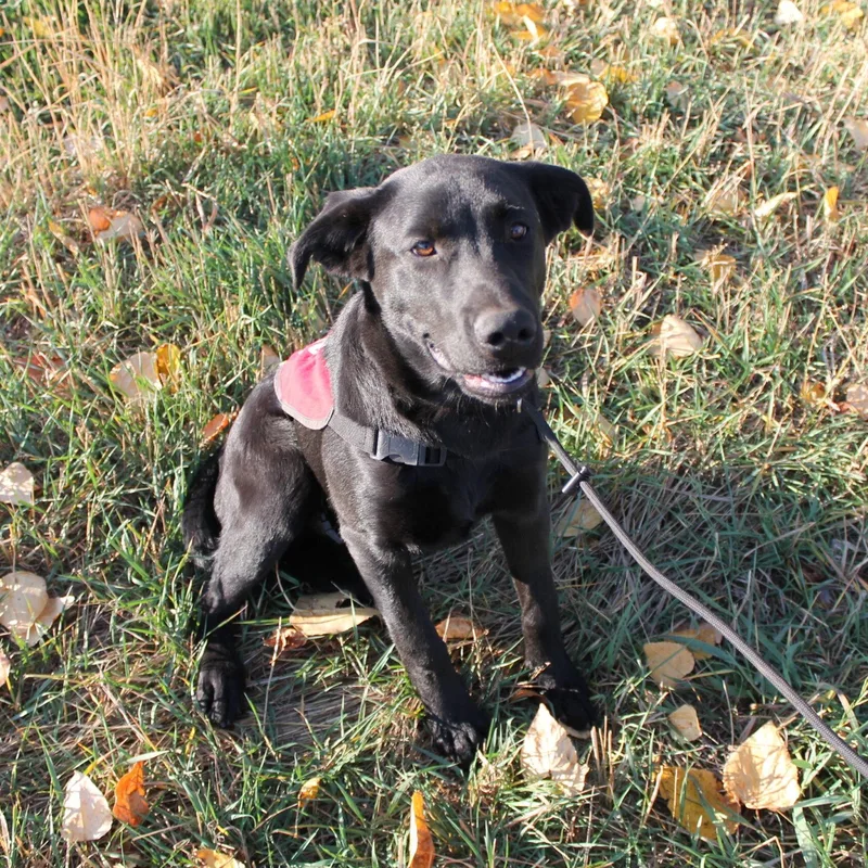 A young medium-sized male Mixed Breed dog named Commander for adoption in McCall, ID