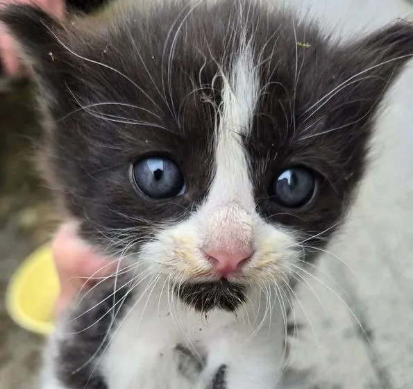 A baby small-sized male Black & White / Tuxedo Domestic Short Hair cat named Alder for adoption in Salinas, CA
