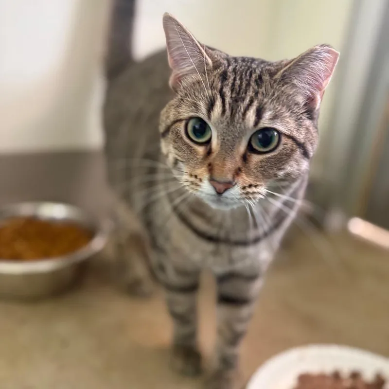 A young small-sized female Brown / Chocolate Domestic Short Hair cat named Tiffany Valentine for adoption in Chicago, IL
