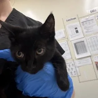 A young medium-sized female Black Domestic Short Hair cat named Snooki for adoption in Charleston, SC