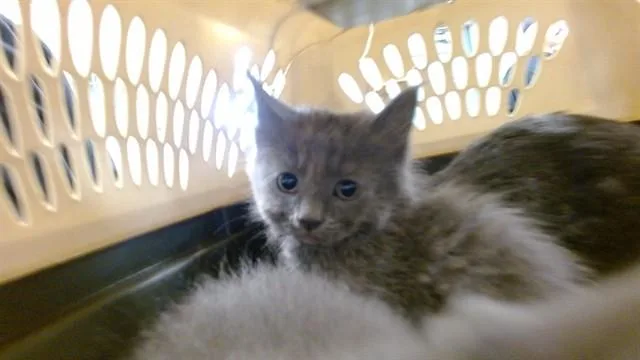 A baby small-sized male Domestic Medium Hair cat named Cranberry for adoption in Oklahoma City, OK