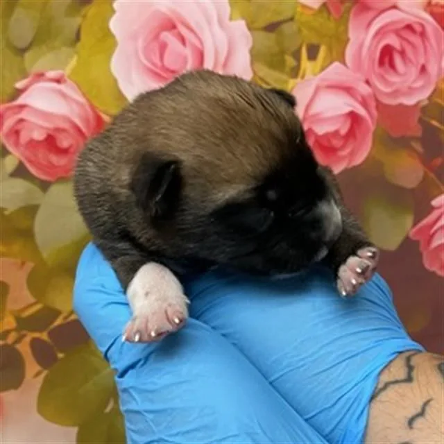 A baby small-sized male German Shepherd Dog dog named A for adoption in San Bernardino, CA