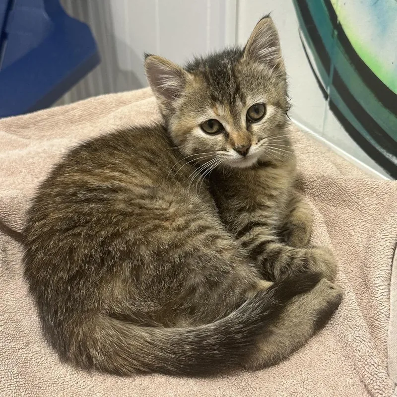 A baby small-sized female Torbie Domestic Short Hair cat named Kate Bishop for adoption in West Des Moines, IA