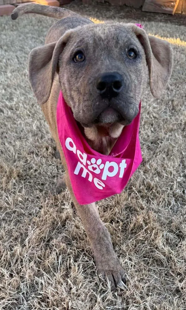 A baby medium-sized female Brindle Pit Bull Terrier dog named Hazel for adoption in Shawnee, OK