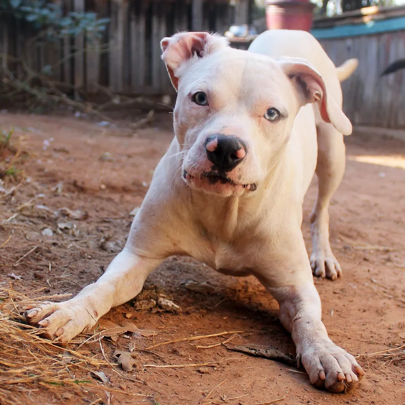 A young medium-sized male White / Cream Pit Bull Terrier dog named Azule for adoption in Guthrie, OK