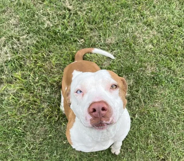 Marmalade