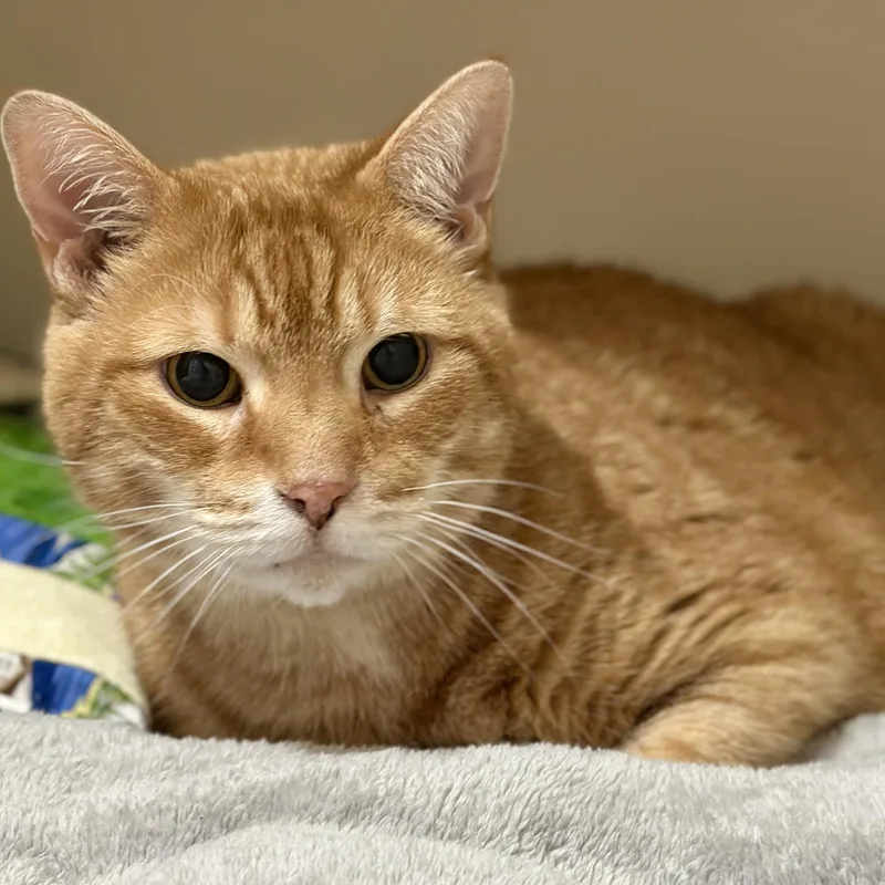 A senior large-sized male Orange / Red Domestic Short Hair cat named Stink for adoption in Victor, NY
