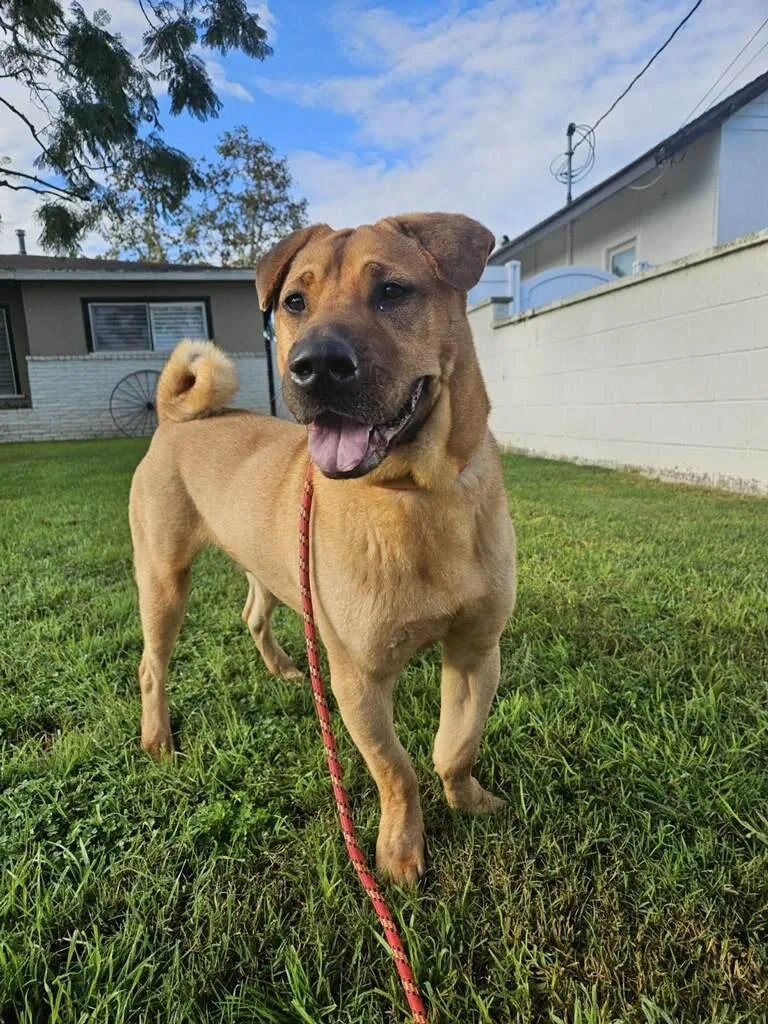 Pringle  Shar Pei thumbnail 3
