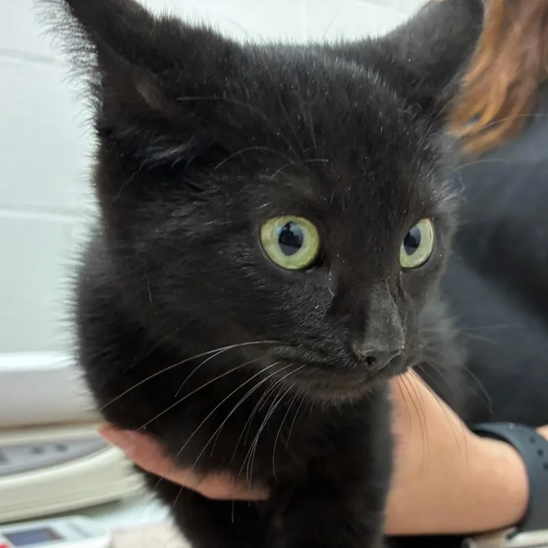 A young medium-sized female Black Domestic Short Hair cat named Tinsley for adoption in Corpus Christi, TX