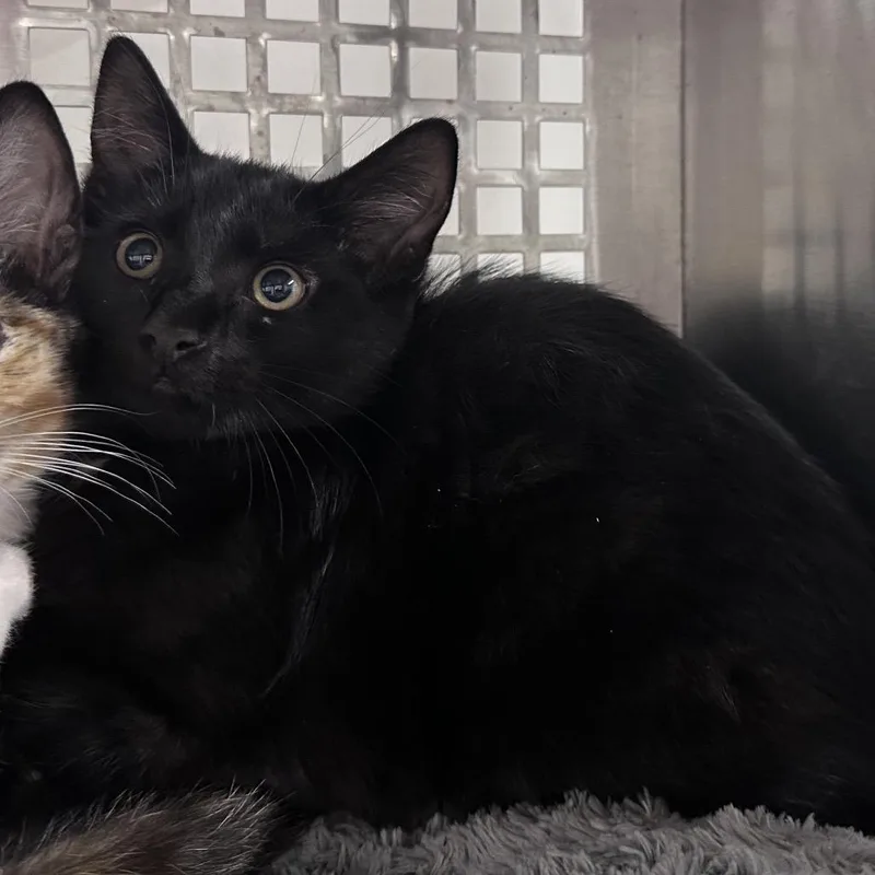 A baby small-sized male Black Domestic Short Hair cat named Ezra for adoption in Mount Vernon, IN