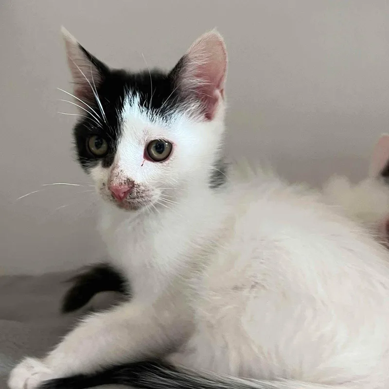 A baby small-sized female White Domestic Short Hair cat named Oreo for adoption in Oakland, CA