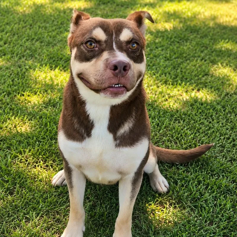 An adult medium-sized male Yellow / Tan / Blond / Fawn American Staffordshire Terrier dog named Harold for adoption in Houston, TX