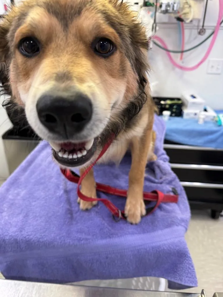 A young medium-sized male Australian Cattle Dog / Blue Heeler dog named Haze for adoption in Brookings, OR