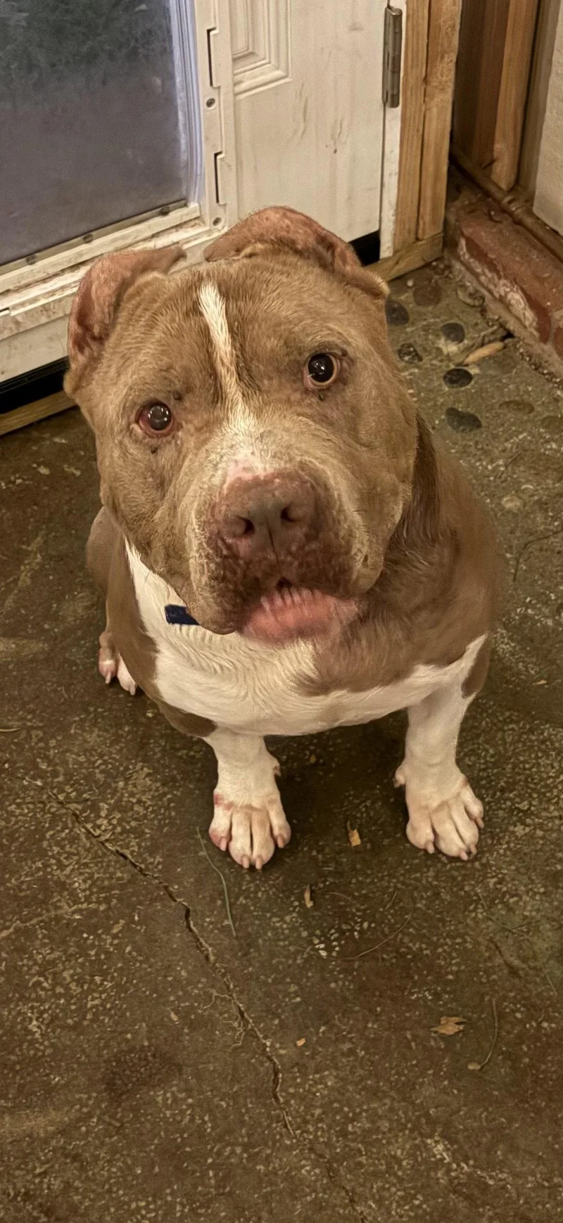 An adult medium-sized male American Staffordshire Terrier dog named Preston for adoption in San Diego, CA