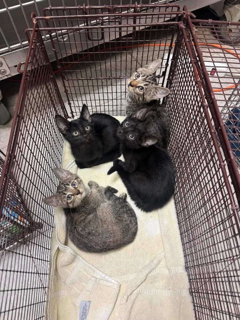 A baby medium-sized male Domestic Short Hair cat named C for adoption in Sorrento, LA