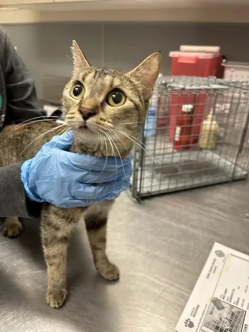 A young medium-sized female Domestic Short Hair cat named Mallory for adoption in Las Vegas, NV