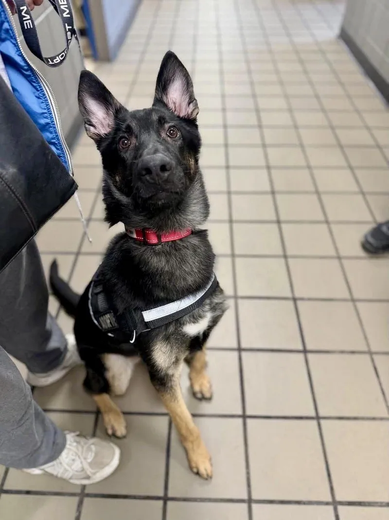 A young medium-sized male Black German Shepherd Dog dog named Jonah for adoption in Muskego, WI