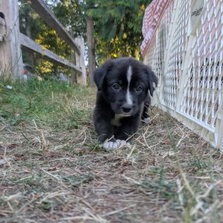 A baby medium-sized female White / Cream Mixed Breed dog named Scallop for adoption in Tacoma, WA