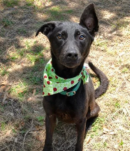 An adult medium-sized female Black Australian Kelpie dog named Vanya for adoption in Inverness, FL