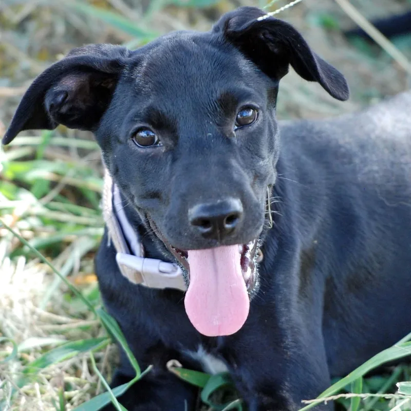 A baby medium-sized female Black Labrador Retriever dog named Lexi for adoption in Madisonville, TX
