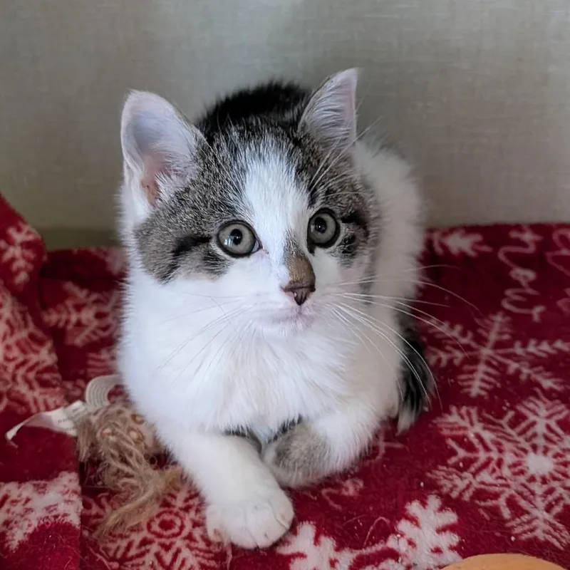 A baby small-sized male White Domestic Short Hair cat named Kiefer for adoption in Monroe, MI