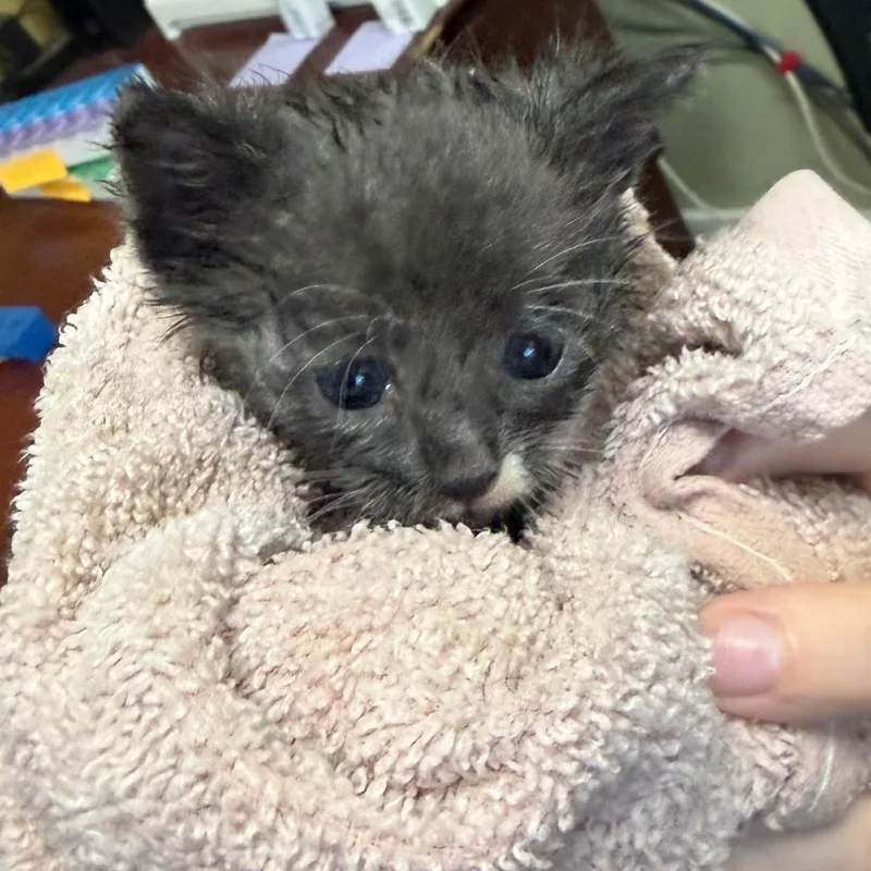 A baby small-sized female Domestic Short Hair cat named Journey for adoption in Wadena, MN