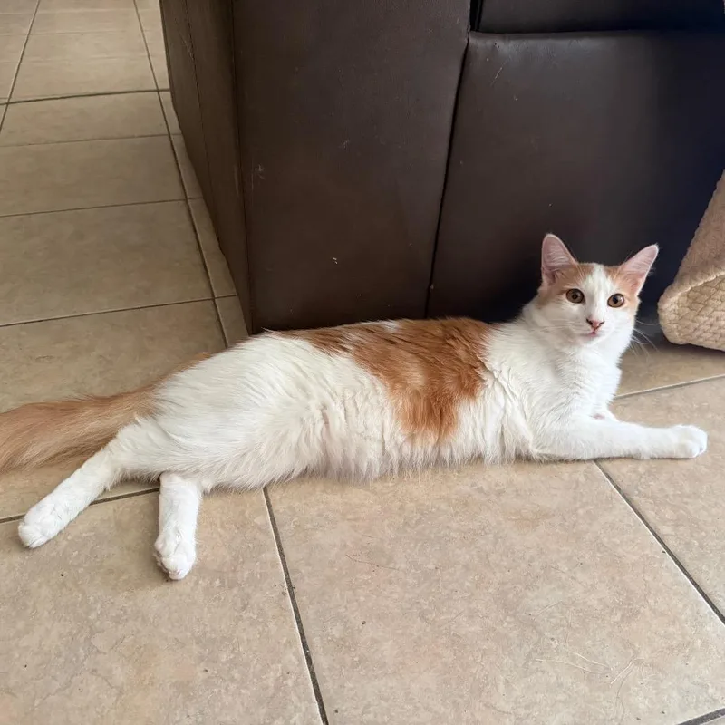 Mr. Jingles thumbnail 3