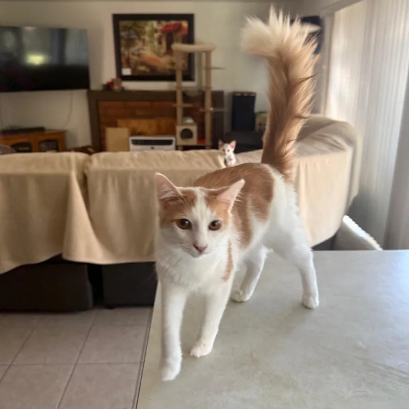 Mr. Jingles thumbnail 4