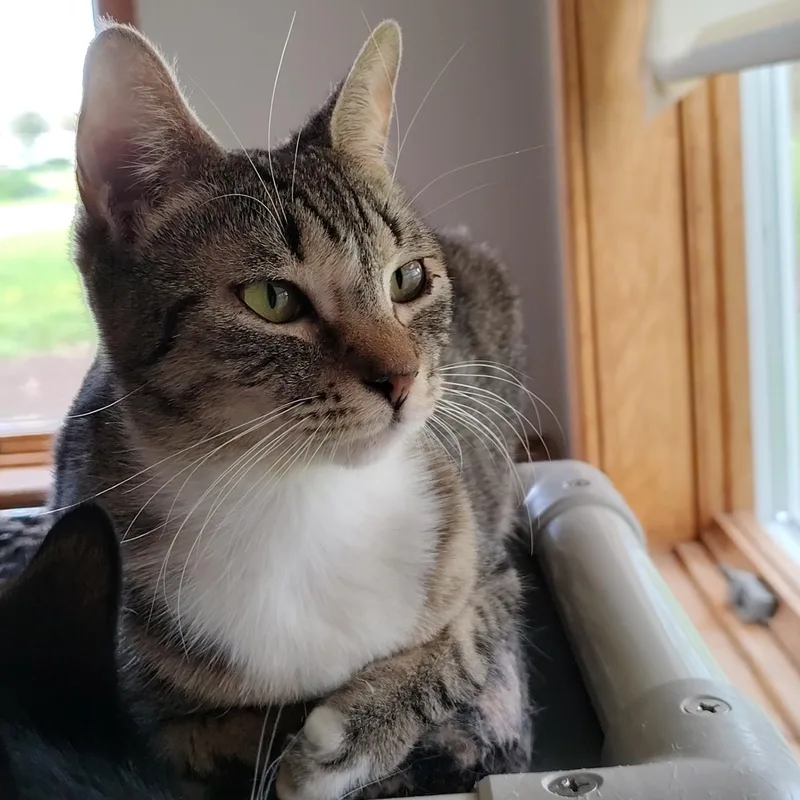 A young medium-sized female Calico Calico cat named Skittles for adoption in Montour Falls, NY