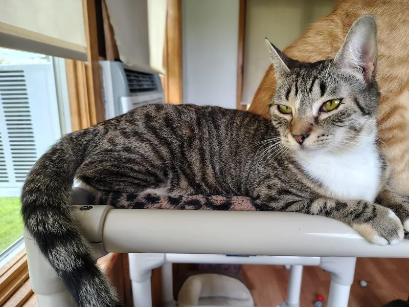 Skittles thumbnail 3